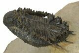 Lichid Trilobite (Akantharges) - Very Large For Species #243842-3